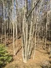 PT LOT 13 BOUVIER Road, Clarence-Rockland, ON K0A 2A0